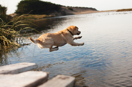 Adequan Canine dog lake jump