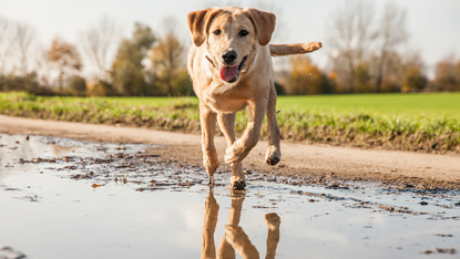 Adequan Canine dog playing mud