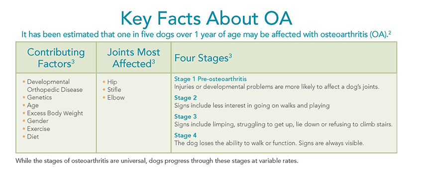 Adequan Canine factors stages osteoarthritis