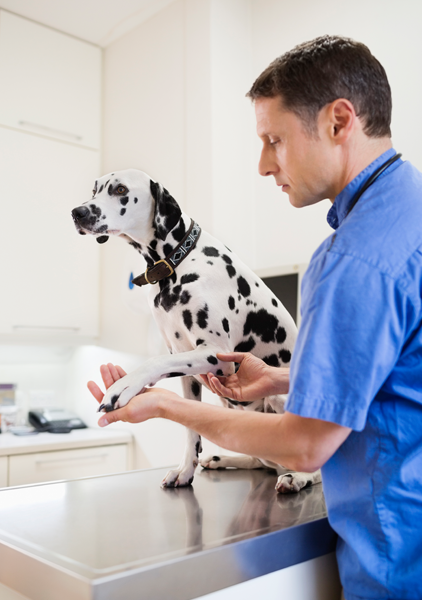 Adequan Canine veterinarian dalmation clinic img