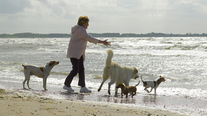 Adequan Canine woman beach four dogs