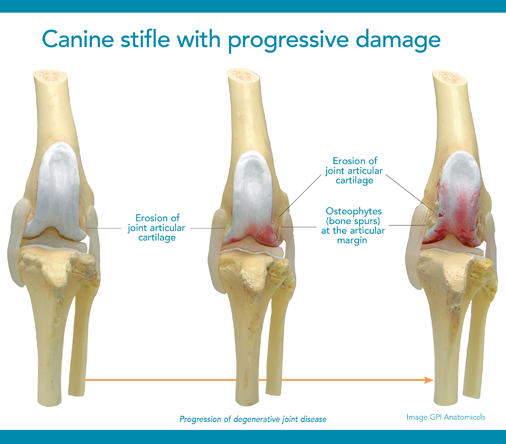 Adequan Canine canine joint damage